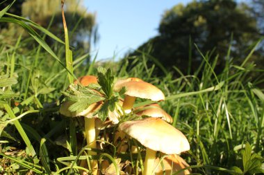 Pilzinsel im Park 2