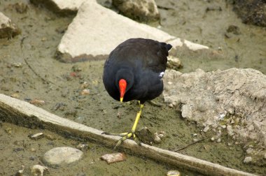 Kanada suda moorhen