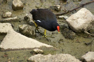 Kanada suda moorhen