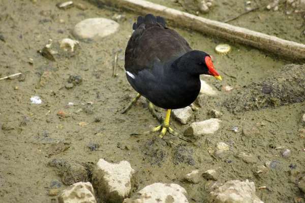 Kanada suda moorhen