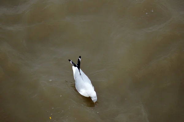 템 즈 강에 갈매기 — 스톡 사진