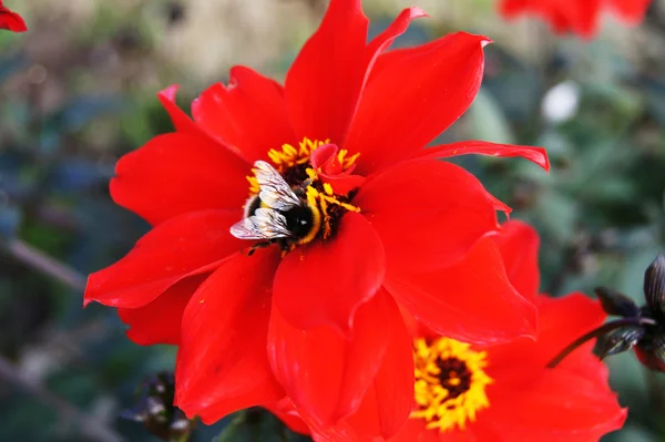 Biene auf roter Blume — Stockfoto