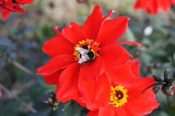 Biene auf roter Blume — Stockfoto