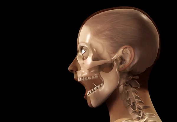 Жіночий X-Ray голова — стокове фото