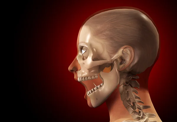 Głowa kobiece x ray — Zdjęcie stockowe