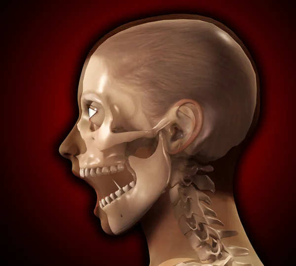 Female X Ray Head — Stock Photo, Image