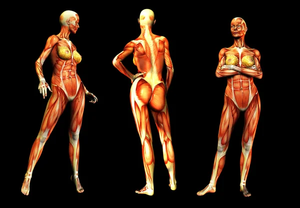 Mulheres com músculos — Fotografia de Stock