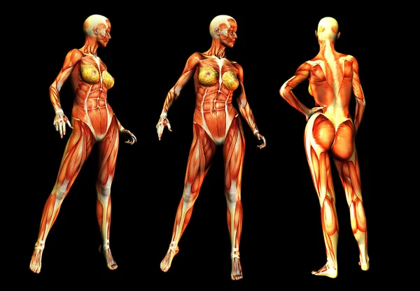 筋肉を持つ女性 — ストック写真