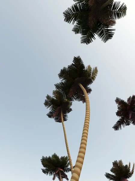 Image Some Palm Trees Sky — Stock Photo, Image