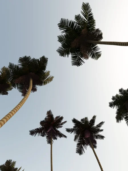 Gökyüzüne Karşı Bazı Palmiye Ağaçları Görüntüsünü — Stok fotoğraf