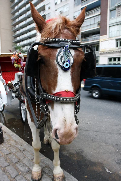 stock image Working Horse