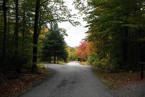 stock image Autumn forest