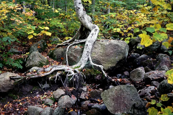 stock image Autumn forest roots