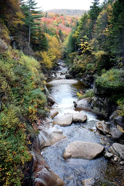 秋の森と水 — ストック写真