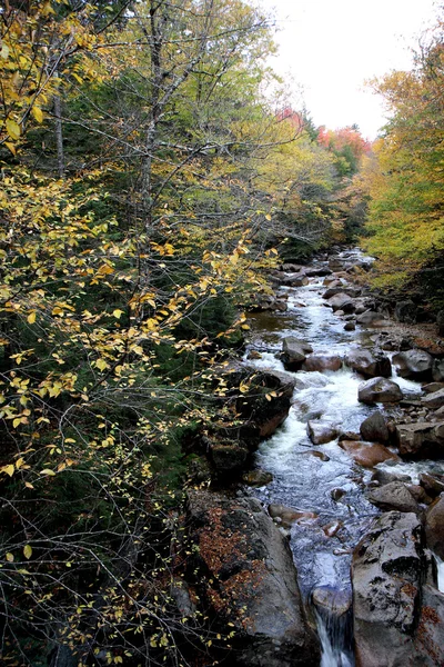 Podzimní les a voda — Stock fotografie