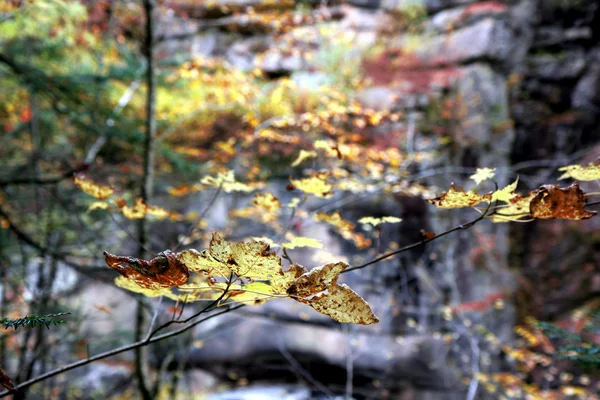 Podzimní listí lesní — Stock fotografie