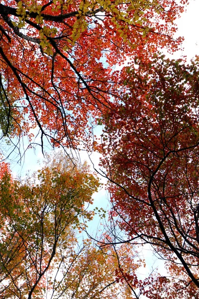 stock image Autumn forest leaves