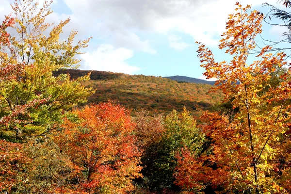 stock image Autumn forest