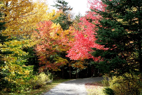 stock image Road and forest in autumn