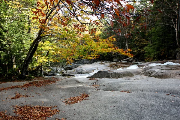 秋天的森林和水 — 图库照片