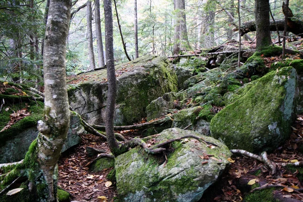 stock image Autumn forest roots and stones