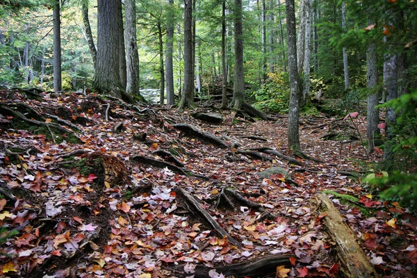 Raíces del bosque de otoño — Foto de Stock