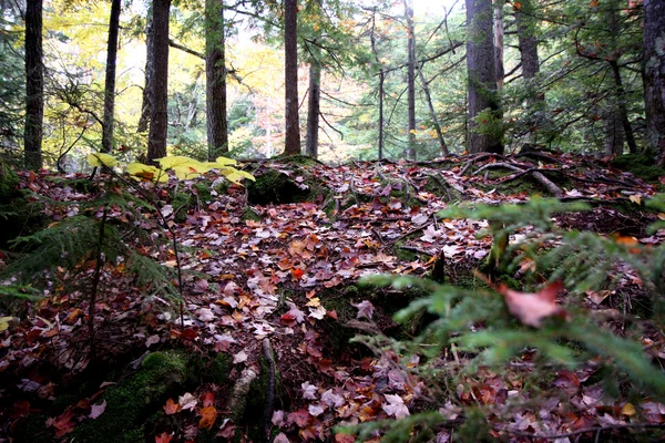Sonbahar orman kökü — Stok fotoğraf