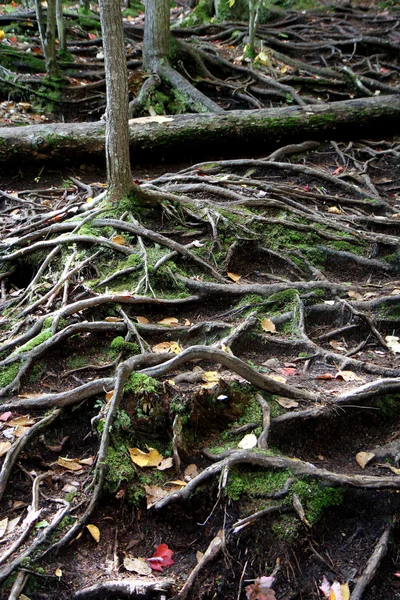 stock image Autumn forest roots