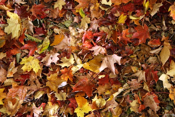 Осенние листья леса — стоковое фото