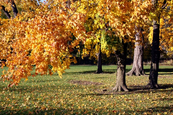 Un parque en otoño — Foto de Stock