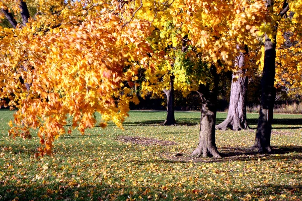 Un parque en otoño — Foto de Stock