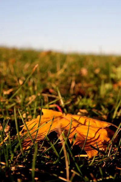 Autumngrass a list — Stock fotografie