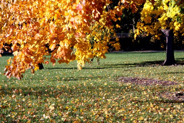 A park at autumn — Stock Photo, Image