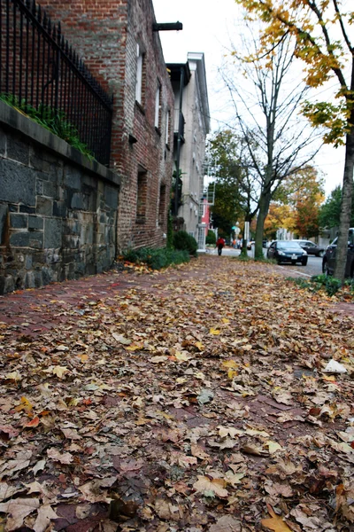 Autumn trees on a street in Washington — Stock Photo, Image