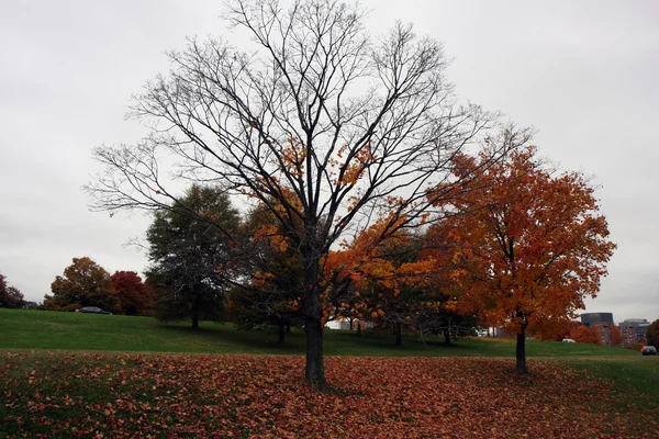 stock image Autumn trees in Washington