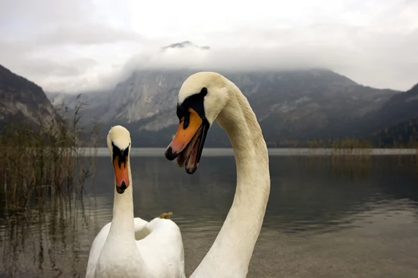 stock image Swan next to a lake