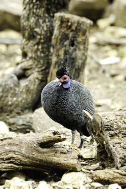 Kenyan crested guinea fowl clipart