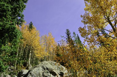 Golden aspens clipart