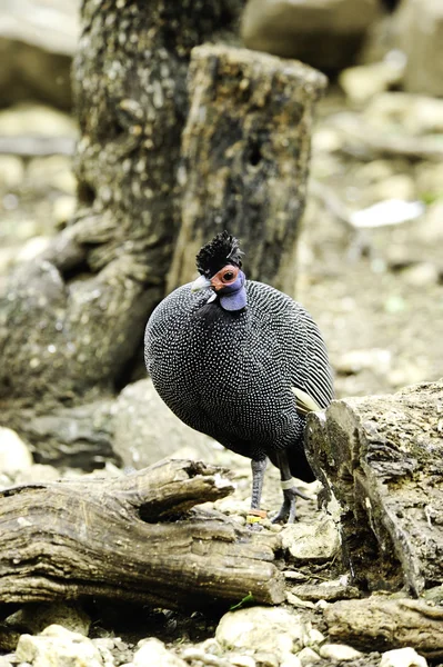 ケニアの紋付きホロホロ鳥 — ストック写真