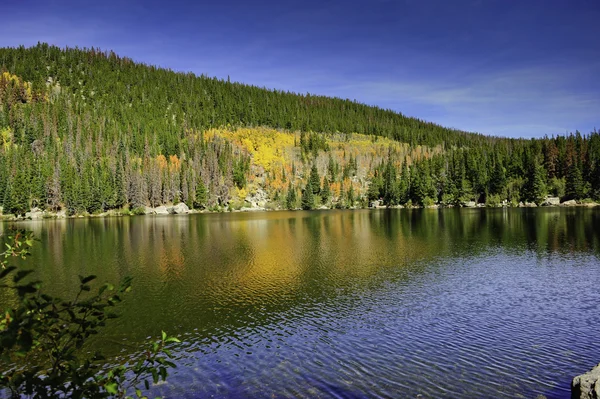 Colores de otoño entre los pinos — Foto de Stock