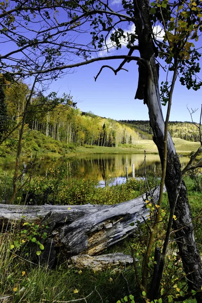 秋の色が付いている池 — ストック写真