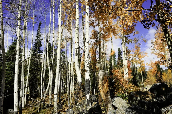 Aspen grove w Górach Skalistych — Zdjęcie stockowe