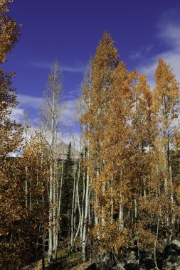 Kırmızı aspens yaprakları