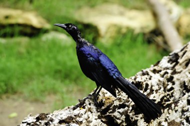 Great tailed grackle clipart