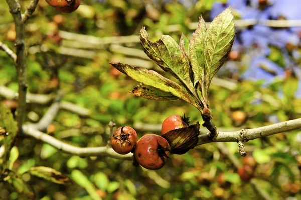 stock image Crabapples