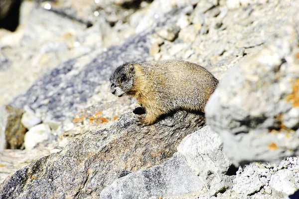 Amarillo vientre Marmot — Foto de Stock