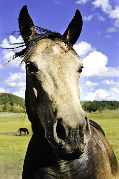 Ett porträtt av en häst som står i ett fält — Stockfoto