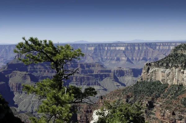 Severní okraj grand Canyonu — Stock fotografie
