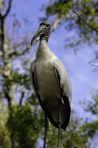 Endangered Wood Stork Blue Sky — Stock Photo, Image