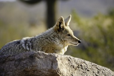 Coyote clipart